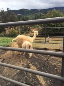 mother and baby alpaca