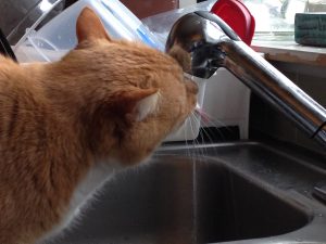 snag drinking from the faucet