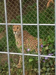 cheetah at Wildlife Safari